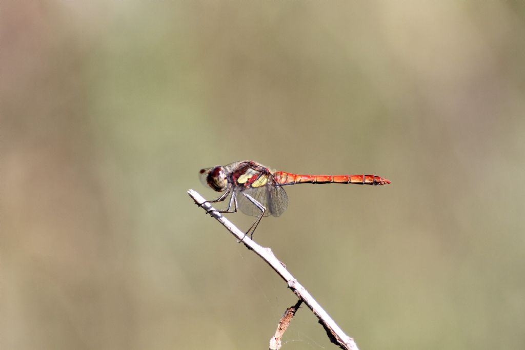 Sympetrum striolatum